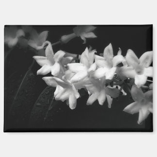 Jasmin Schwarz-Weiß-Blumen-Fotografie Magnet