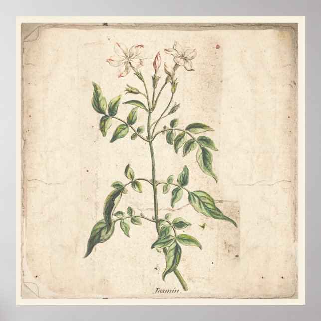 Jasmine Antique Botanic Print Poster (Vorne)