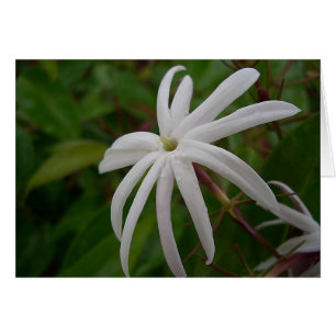 Jasmine-Blume