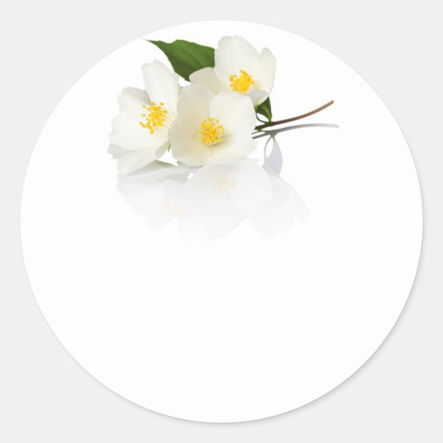 Jasmine Blume auf weißem Grund. Makroaufnahme Runder Aufkleber (Vorderseite)
