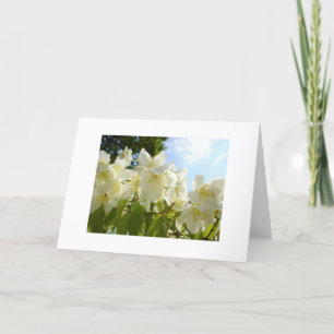 Jasmine-Blume Karte