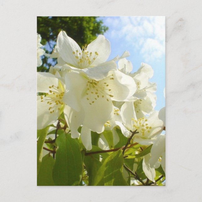 Jasmine-Blume Postkarte (Vorderseite)