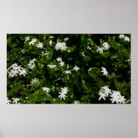 Jasmine Blume Tropical Floral Botanic