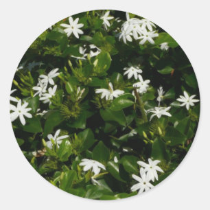 Jasmine Blume Tropical Floral Botanic Runder Aufkleber