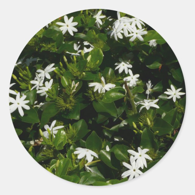 Jasmine Blume Tropical Floral Botanic Runder Aufkleber (Vorderseite)