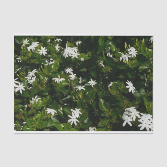 Jasmine Blume Tropical Floral Botanic Seidenpapier (Vorderseite)