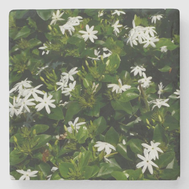 Jasmine Blume Tropical Floral Botanic Steinuntersetzer (Vorderseite)