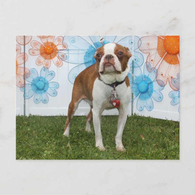 Jasmine - Boston Terrier Postkarte (Vorderseite)