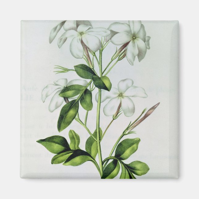 Jasmine, "La Guirlande de Julie" Magnet (Vorne)