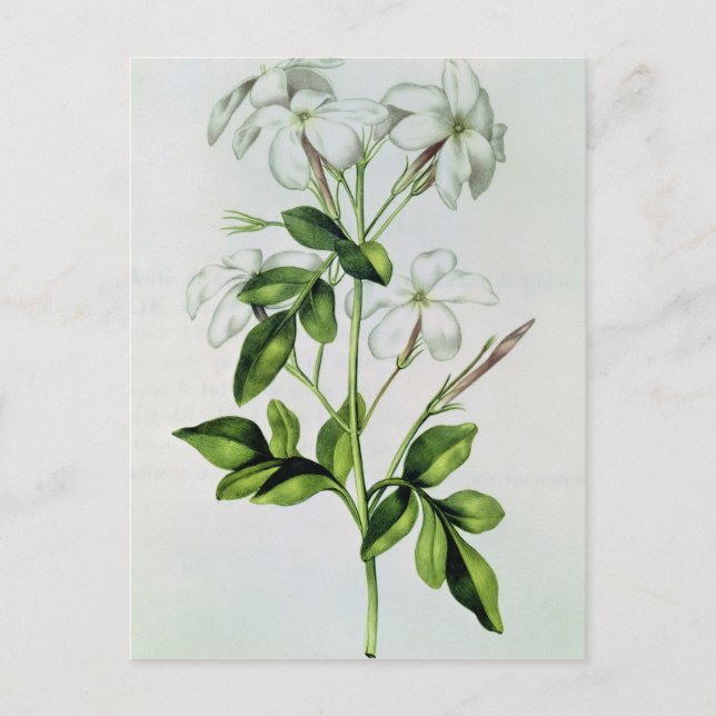 Jasmine, "La Guirlande de Julie" Postkarte (Vorderseite)