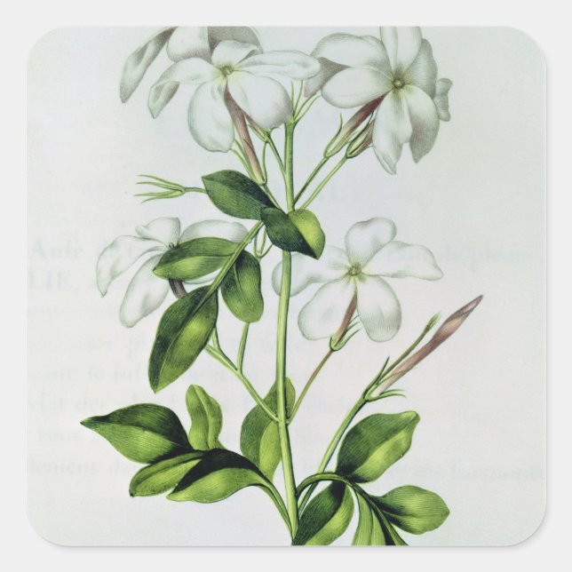 Jasmine, "La Guirlande de Julie" Quadratischer Aufkleber (Vorderseite)
