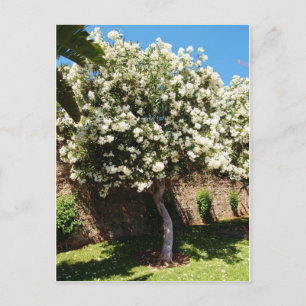 Jasmine Tree Postkarte