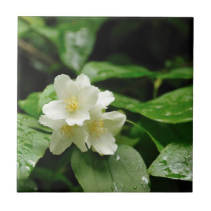 Jasmine unter Regen Fliese