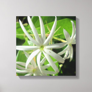 Jasmine White Green Blume Leinwanddruck