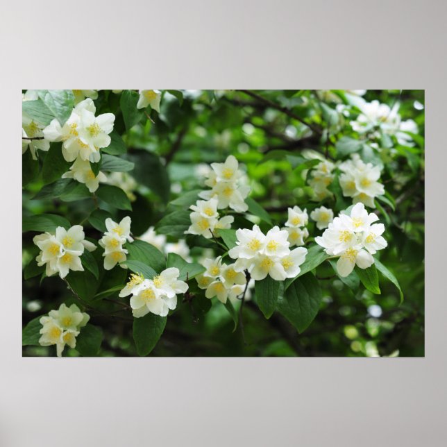 Jasminische Blume im Garten Poster (Vorne)