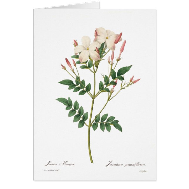 Jasminum grandiflorum (Vorne)