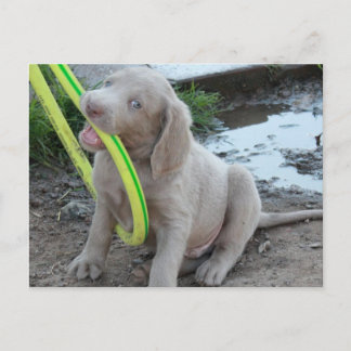 Jasper bekommt es postkarte