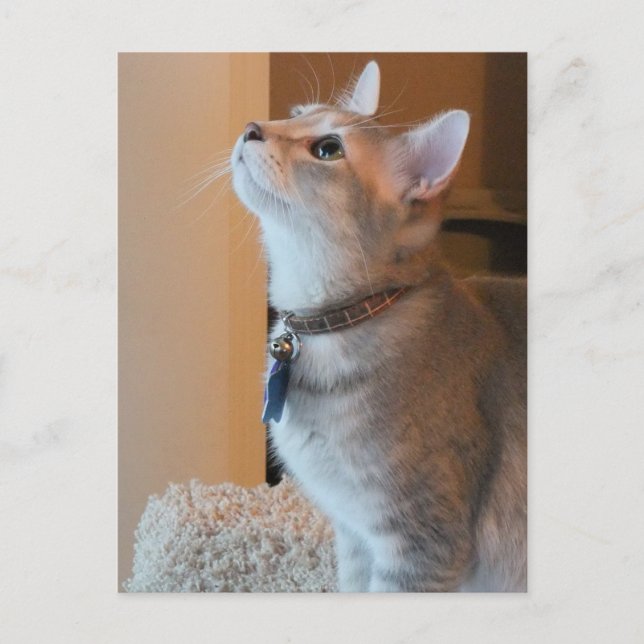 Jasper Blank Kitten Foto Postcard Postkarte (Vorderseite)