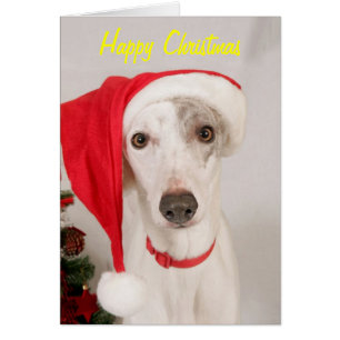 Jasper, der Weihnachtshund