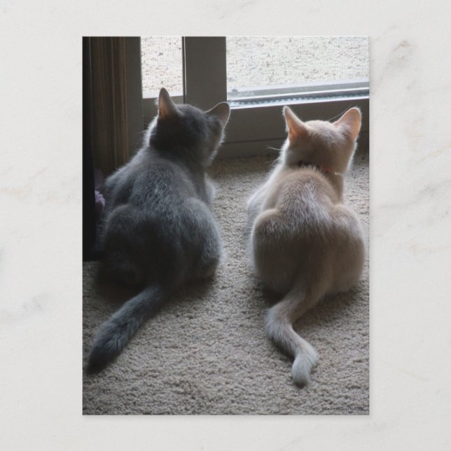 Jasper & Kaylee Kitten Blank Postcard Postkarte (Vorderseite)