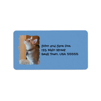 Jasper Kitten Foto Blue Address Labels Adressaufkleber