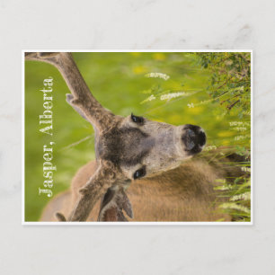 Jasper Post Card Postkarte