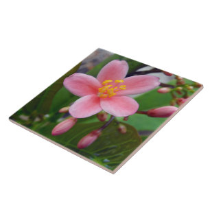Jatropha Blume und Blume Fliese