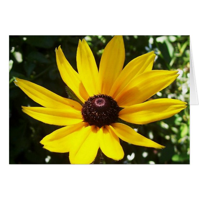 Jaune (Devant horizontal)