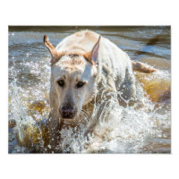 Jaune actif Labrador Splashing : Photographie d'an