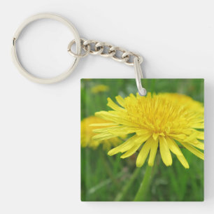 jaune, betercup, plante, pissenlit, prairie,