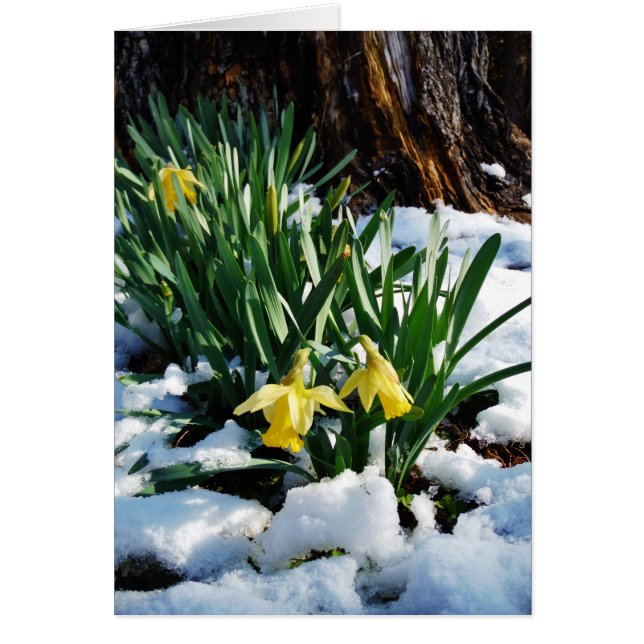 Jaune Daffodils fleurs dans la neige (Devant)