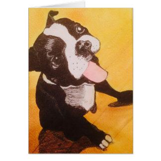 Jaune de Boston Terrier recherchant