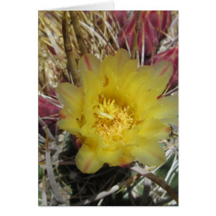 Jaune d'hameçon de cactus de baril