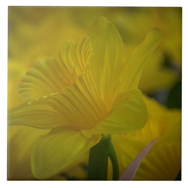 Jaune jonquilles carreaux céramiques (Devant)