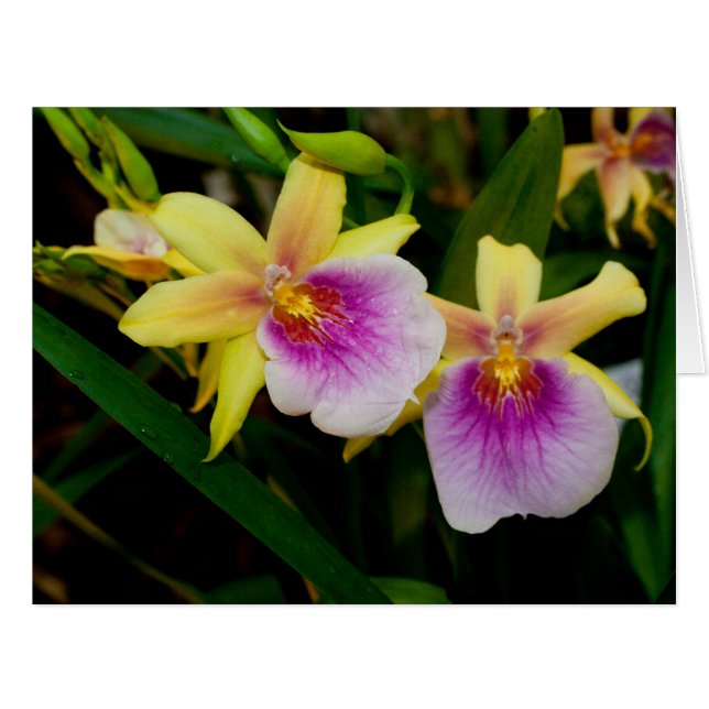 Jaune rose violet Miltonia Sunset Orchidées (Devant horizontal)