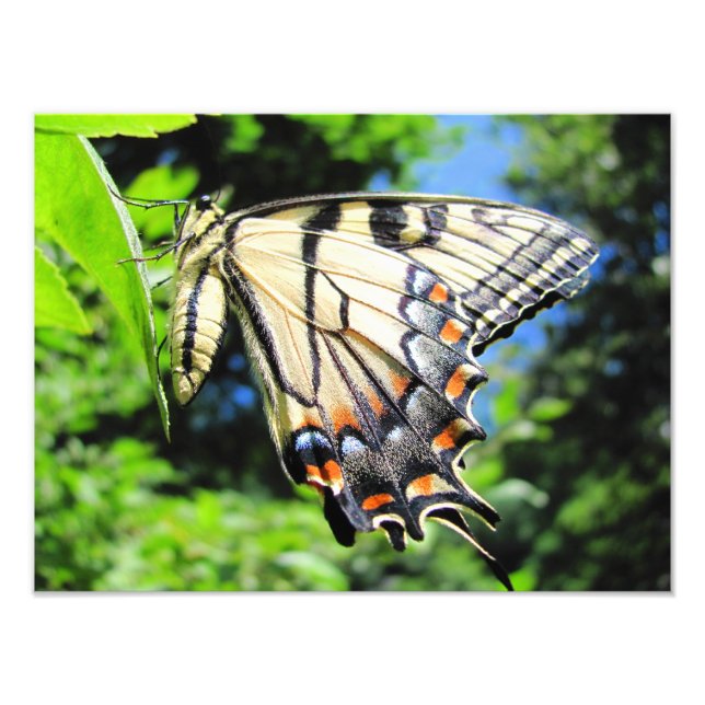 Jaune Swallowtail ~ Photo (Devant)