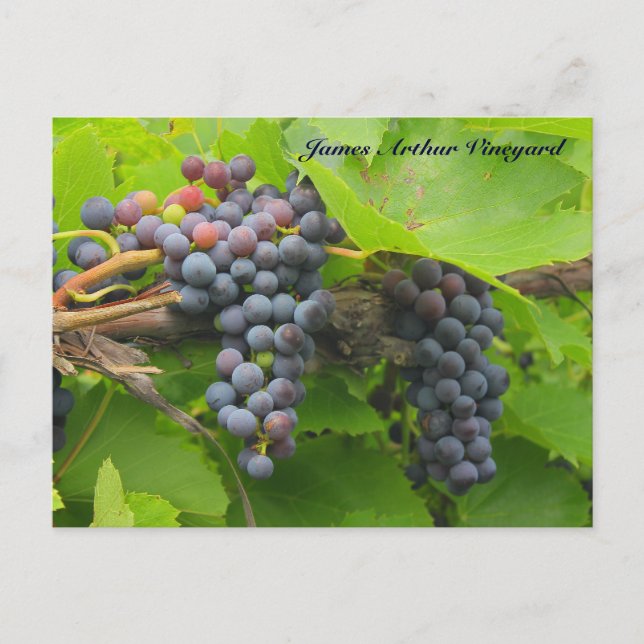 JAV St. Croix lila Trauben 2013 2n Postkarte (Vorderseite)