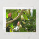 Java Apple Tree Postkarte (Vorne/Hinten)