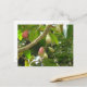 Java Apple Tree Postkarte (Vorderseite/Rückseite Beispiel)