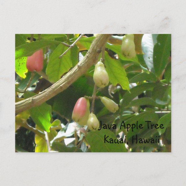 Java Apple Tree Postkarte (Vorderseite)
