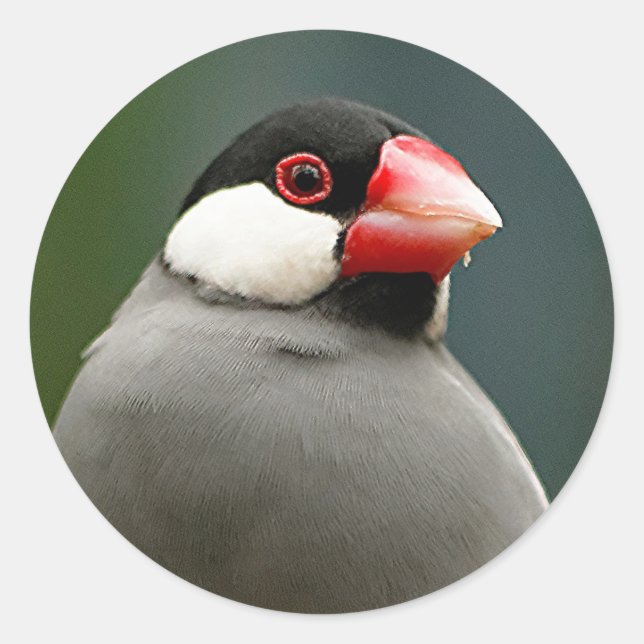 Java Finish Runder Aufkleber (Vorderseite)