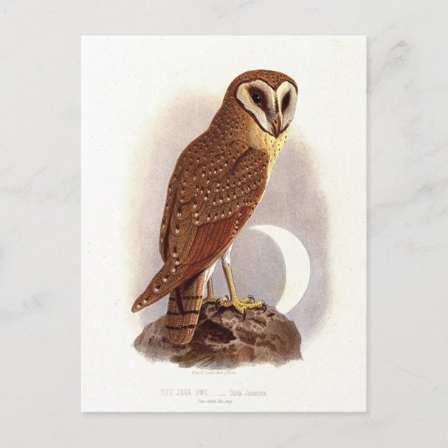 Java Owl Vintag Illustration Postkarte (Vorderseite)