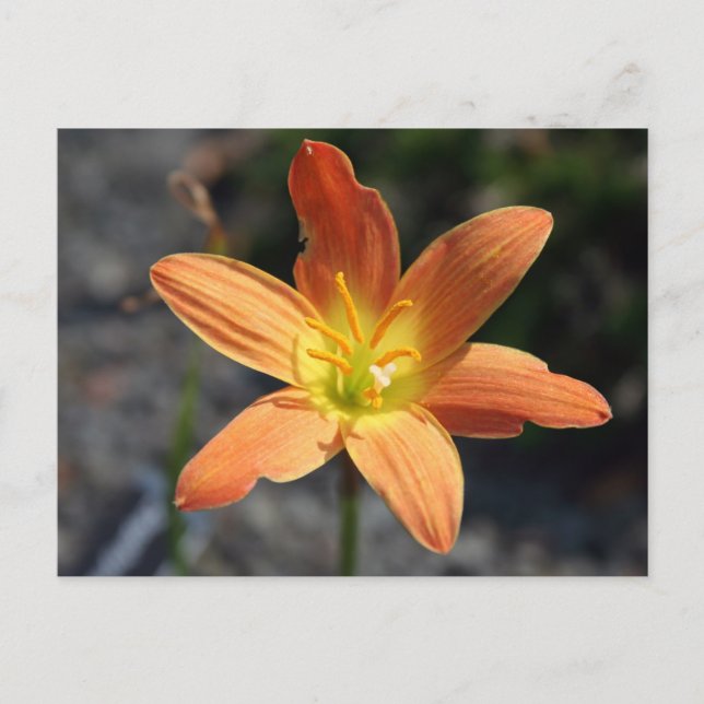 Java Postkarte (Vorderseite)