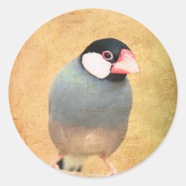 Java Sparrow Runder Aufkleber (Vorderseite)