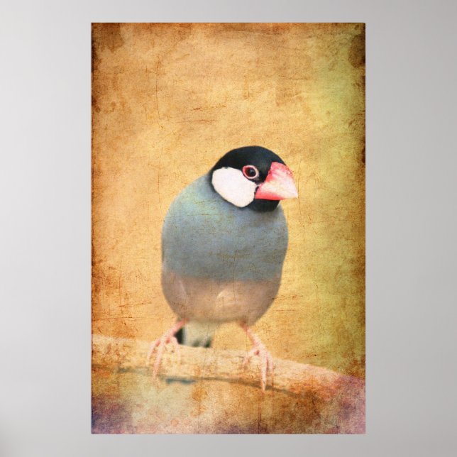 Java-Spatz Poster (Vorne)