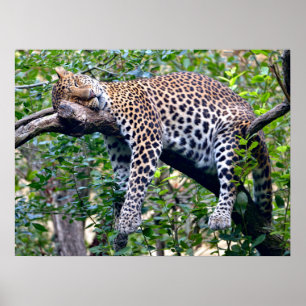 Javanischer Leopard, der auf einem Baumarm schläft Poster