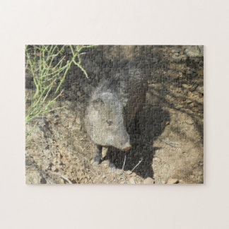 Javelina