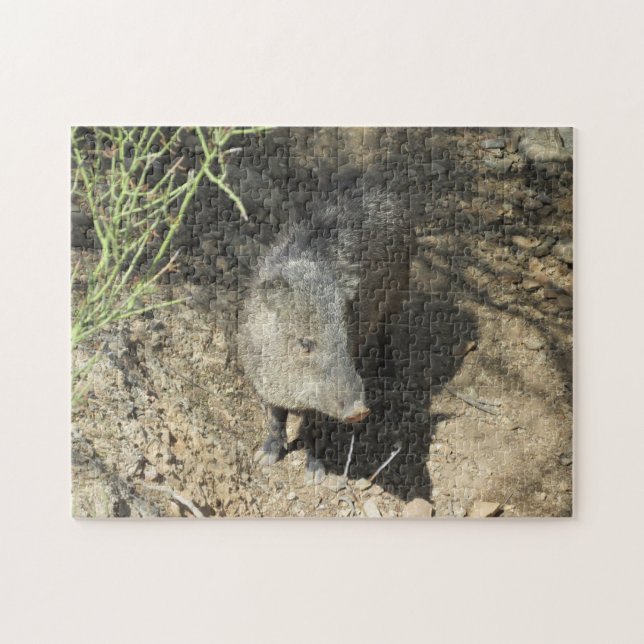 Javelina (Horizontal)