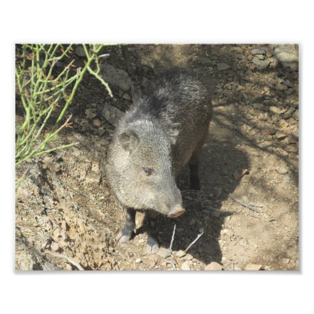 Javelina Fotodruck (Vorne)