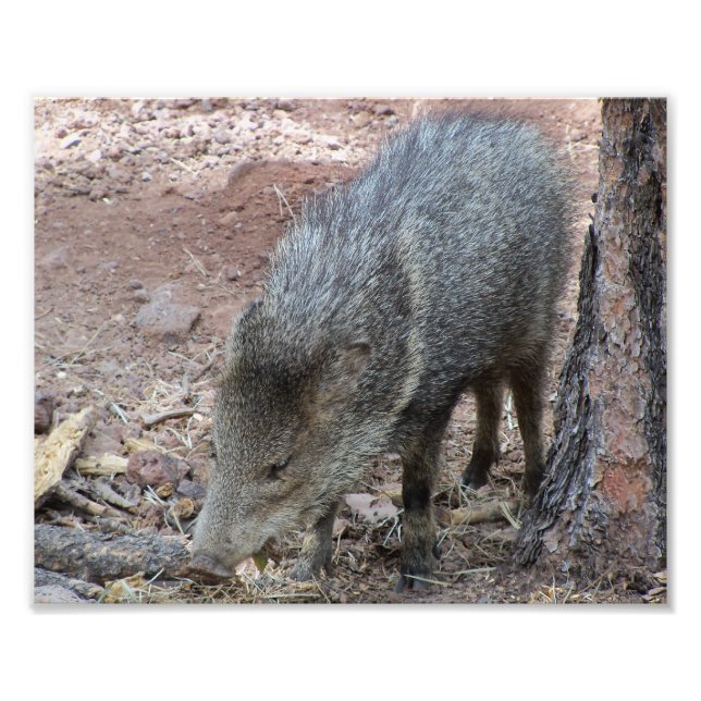 Javelina Fotodruck (Vorne)